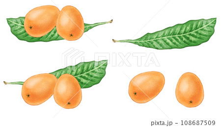 水彩で描いた、枇杷の実と葉のセット 108687509