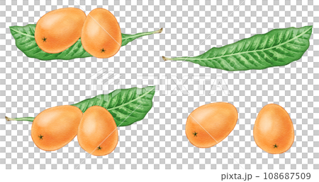 水彩で描いた、枇杷の実と葉のセット 108687509