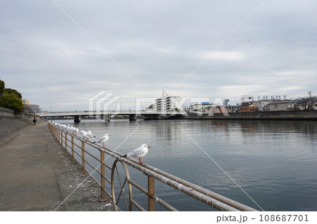かもめ、鳥、大群、並ぶ、止まる、停まる、可愛い、翔ぶ、飛ぶ、羽、空、川、鶴見川、鶴見橋、景色、風景、 かもめ、鳥、大群、並ぶ、止まる、停まる、可愛い、翔ぶ、飛ぶ、羽、空、川、鶴見川、鶴見橋、景色、風景、 108687701