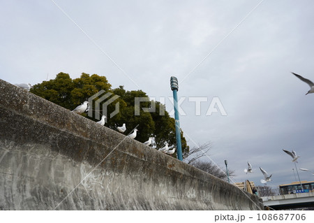 かもめ、鳥、大群、並ぶ、止まる、停まる、可愛い、翔ぶ、飛ぶ、羽、空、川、鶴見川、鶴見橋、景色、風景、 かもめ、鳥、大群、並ぶ、止まる、停まる、可愛い、翔ぶ、飛ぶ、羽、空、川、鶴見川、鶴見橋、景色、風景、 108687706