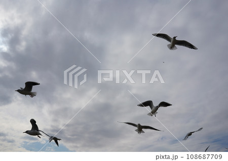 かもめ、鳥、大群、並ぶ、止まる、停まる、可愛い、翔ぶ、飛ぶ、羽、空、川、鶴見川、鶴見橋、景色、風景、 かもめ、鳥、大群、並ぶ、止まる、停まる、可愛い、翔ぶ、飛ぶ、羽、空、川、鶴見川、鶴見橋、景色、風景、 108687709