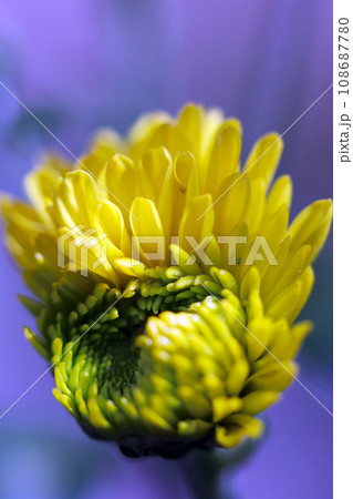 紫の背景に明るい黄色のスプレーマム（スプレー菊）の花が開花するところ（自然光・マクロレンズ接写） 108687780
