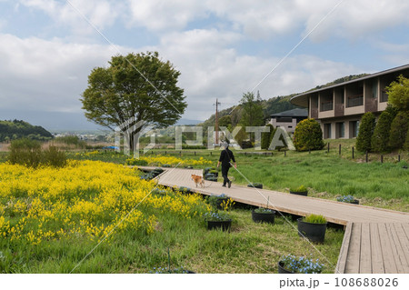 Man with partner, shiba inu, walk at Oishi park by lake kawaguchiko 108688026