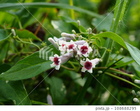 真夏の荒川河川敷に咲くヘクソカズラの白い花 108688295