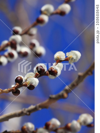 北海道小樽、春のねこやなぎ 108688648