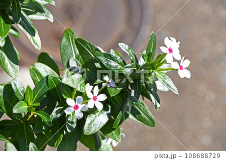 小輪のニチニチソウ 小輪のニチニチソウ 108688729