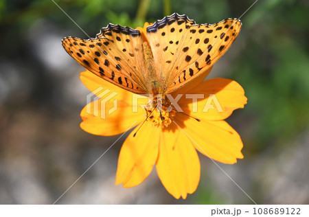 キバナコスモスから吸蜜するツマグロヒョウモンの♂ キバナコスモスから吸蜜するツマグロヒョウモンの♂ 108689122