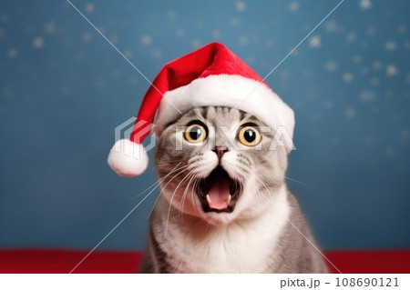 Funny surprised cat with santa hat studio shot isolated bright color background Funny surprised cat with santa hat studio shot isolated bright color background 108690121