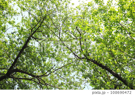 新緑の目黒川 東京都 新緑の目黒川 東京都 108690472