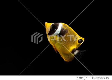 チョウハンの幼魚 108690539