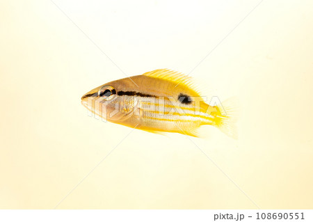 ニセクロホシフエダイの幼魚 ニセクロホシフエダイの幼魚 108690551