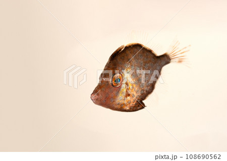 アミメハギの幼魚 108690562