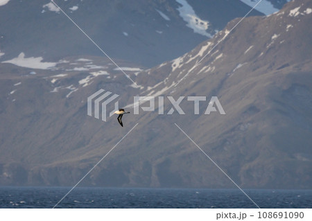 マユグロアホウドリ　サウスジョージア島 108691090