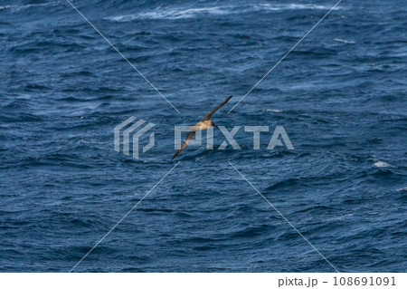 ハイガシラアホウドリ　サウスジョージア島 108691091