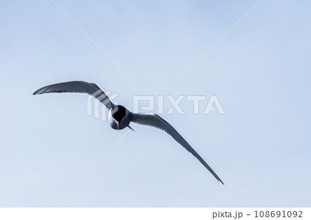 キョクアジサシ　サウスジョージア島 108691092