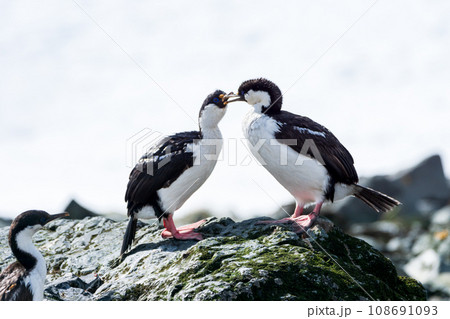サウスジョージアムナジロヒメウ サウスジョージア島 サウスジョージアムナジロヒメウ サウスジョージア島 108691093
