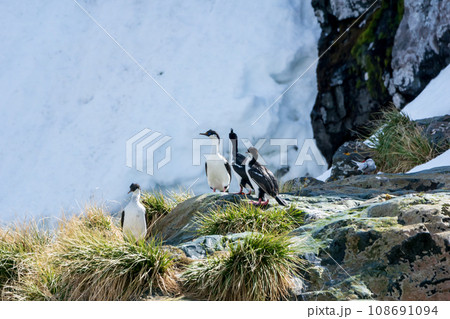 サウスジョージアムナジロヒメウ サウスジョージア島 サウスジョージアムナジロヒメウ サウスジョージア島 108691094