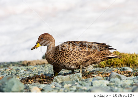 ヒメキバシオナガガモ　サウスジョージア島 108691107