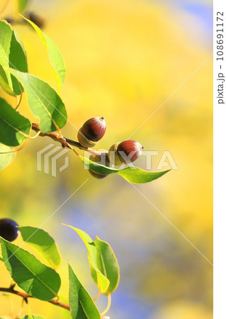 白樫（シラカシ）の実　 108691172