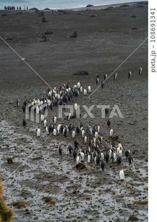 キングペンギンのコロニー　サウスジョージア島 108691341