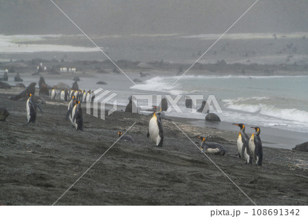 キングペンギンのコロニー　サウスジョージア島 108691342