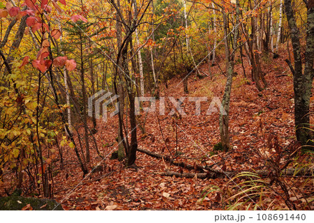 善五郎の滝遊歩道の紅葉 善五郎の滝遊歩道の紅葉 108691440