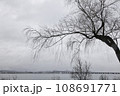 冬枯れのしだれ柳、バックに近江大橋 108691771