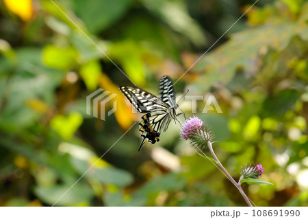 野アザミの花から吸蜜するナミアゲハ蝶（自然光・マクロレンズ接写） 108691990