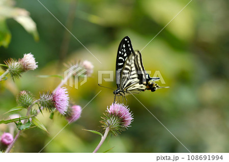 野アザミの花から吸蜜するナミアゲハ蝶（自然光・マクロレンズ接写） 108691994