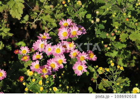 秋の庭に咲くピンク色のスプレーギクの花 108692018