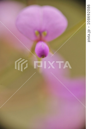 小さくて可愛い秋の七草の一つ萩の花 小さくて可愛い秋の七草の一つ萩の花 108692086