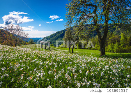 Blooming white daffodil flowers on the green glade in Slovenia 108692557