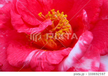 明るい紅色に白いシミの入った混色の椿の花アップ（自然光・マクロレンズ接写） 108692597