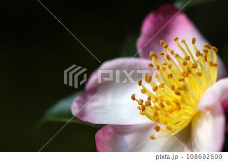 暗い背景に紅白のヤブツバキの花(自然光・マクロレンズ接写) 暗い背景に紅白のヤブツバキの花(自然光・マクロレンズ接写) 108692600