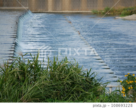 川沿いに咲く黄色い花 108693228