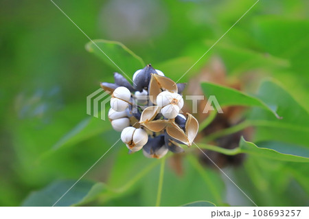 南京黄櫨（ナンキンハゼ）の熟した白い実と種 108693257