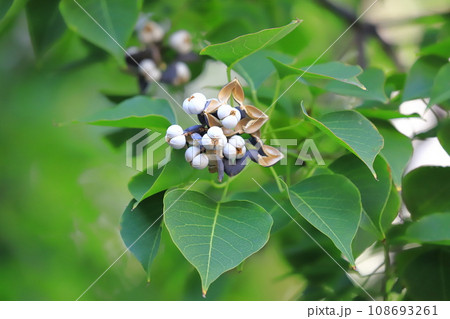 南京黄櫨（ナンキンハゼ）の熟した白い実と種 108693261