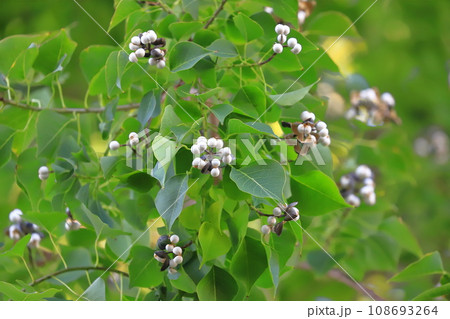 南京黄櫨（ナンキンハゼ）の熟した白い実と種 108693264