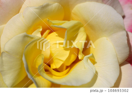 アイボリーに黄色グラデのバラの花グレース（2001イギリス・マクロレンズ使用・自然光・接写写真） 108693302