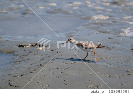 秋の渡り、河口干潟のソリハシシギ03 108693595