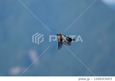 秋の渡り、お山のカケス飛翔03 108693605