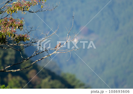 秋の渡り、お山のキジバト 108693606