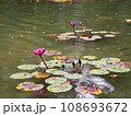 雨の睡蓮の池 108693672