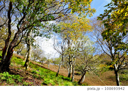 綿向山山頂近くの紅葉 【滋賀県蒲生郡日野町】 綿向山山頂近くの紅葉 【滋賀県蒲生郡日野町】 108693942