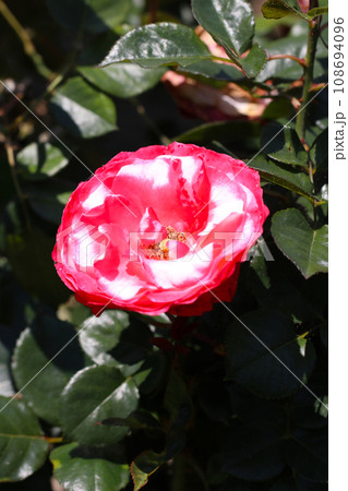 パラソルのようなピンクと白の面白い一重咲きのバラの花 108694096