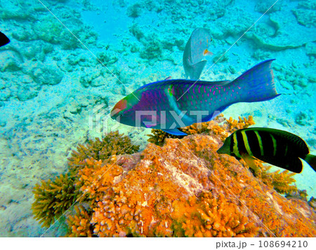 タヒチ・ランギロア環礁・リゾートの桟橋でシュノーケリング タヒチ・ランギロア環礁・リゾートの桟橋でシュノーケリング 108694210