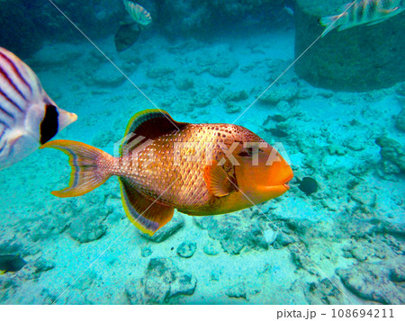 タヒチ・ランギロア環礁・リゾートの桟橋でシュノーケリング 108694211