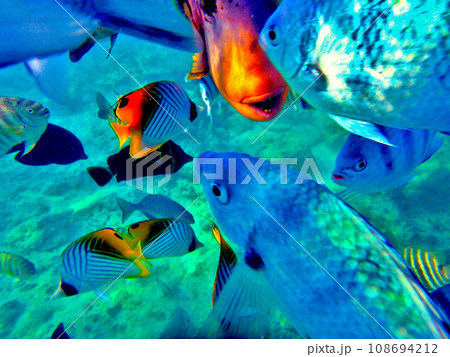 タヒチ・ランギロア環礁・リゾートの桟橋でシュノーケリング 108694212