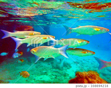 タヒチ・ランギロア環礁・リゾートの桟橋でシュノーケリング 108694218