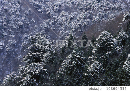 雪化粧した森林 雪化粧した森林 108694555